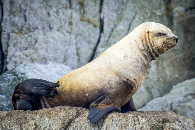Shy Seal