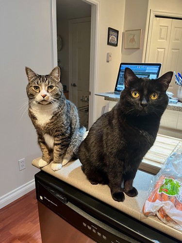 Raven & Watson on the kitchen counter