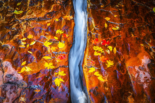 Fine Art Flowing Stream of Water Maple Leaves Zion National Park Autumn Colors Fall Foliage Fine Art Landscape Photography! The Subway Hike Dr. Elliot McGucken Utah American Southwest Nature!