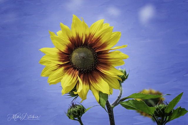 Sunflower and Texture
