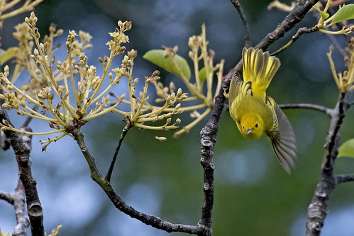 setophagaaestiva yellowwarbler gelezanger birds warblers nature inflight costarica sanjeronimodeesparza nikon d500 afsnikkor200500f56e jansphotostream2021