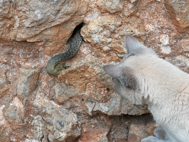 A close encounter - Mya & Montpellier snake (Malpolon monspessulanus), Pebrieres