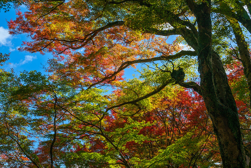 Autumn foliage at Mt.Kasagi