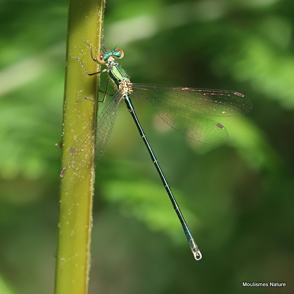 IMG_6274. Small Emerald (Lestes virens) M