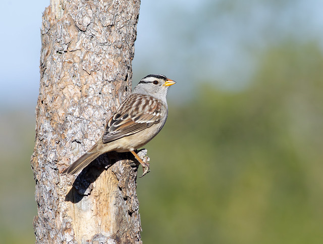 White-crowned sparrow, adult on pine branch