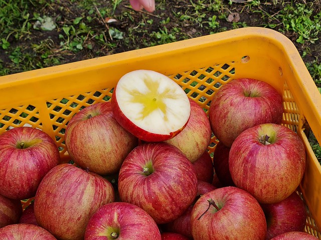 蜜入りふじりんご (Fuji apples)