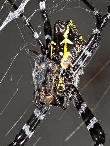 Female Spider Eating Male Spider