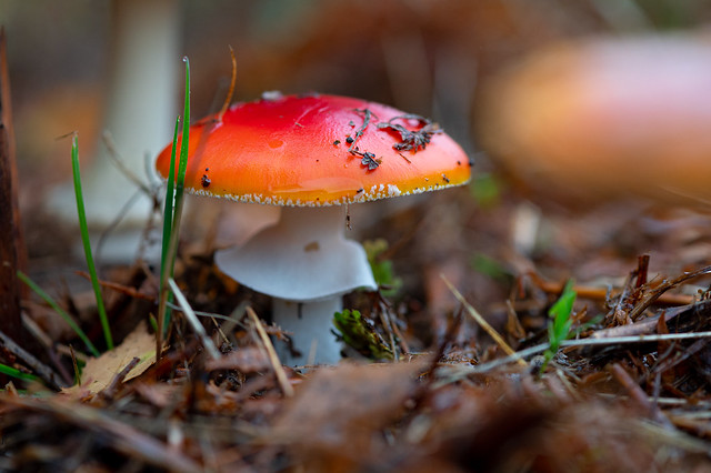 Little red mushroom in the forest