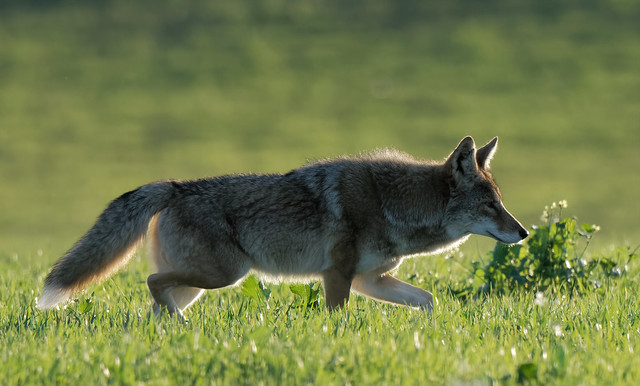 white-tipped coyote on the hunt for dinner