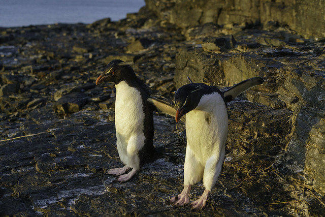 Southern Rockhopper Penguin Jumping from High Ledge on Bleaker island - Falklands 131