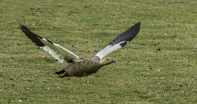 Female Upland Goose Flying after Taking Off on Bleaker Island - Falklands 134