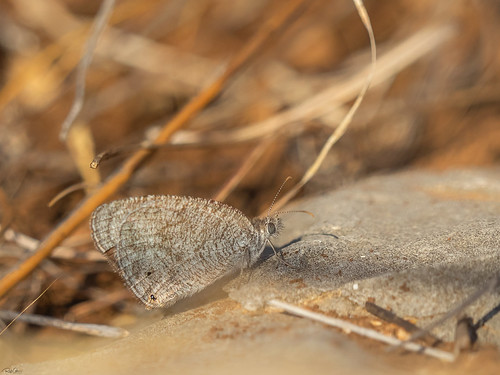 African Ringlet - Ypthima asterope (טבעית זוטית) | by Rafi Amar Wildlife Photography
