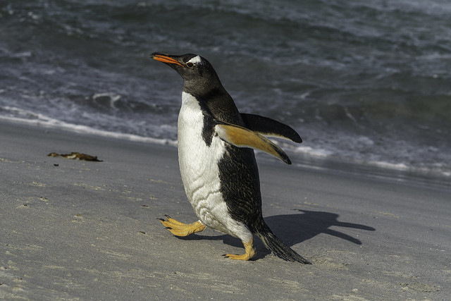 Proud Gentoo Penguin Walking along Beach after Return from Fishing on Bleaker Island - Falklands 128
