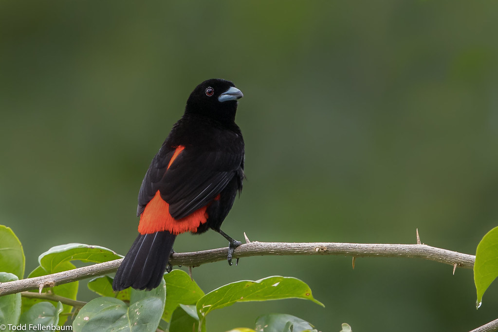 CA3I0927-Scarlet-rumped Tanager