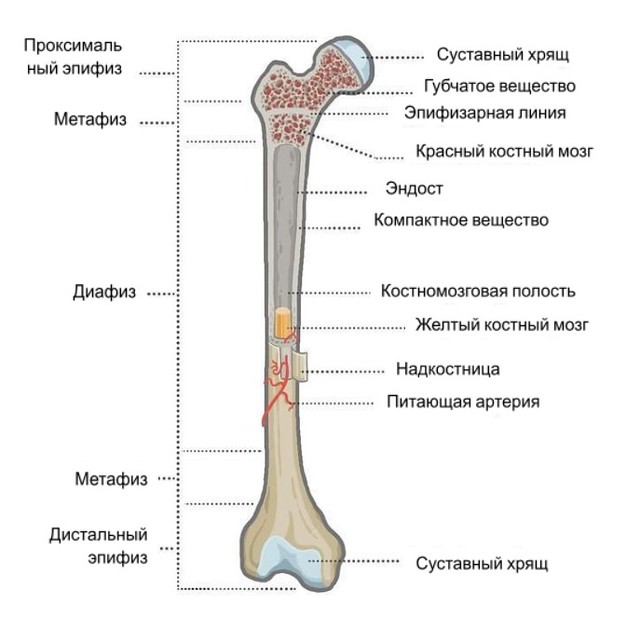 diagram showing the anatomical structure of bone using the femur as an example and providing the names of all of the different structures