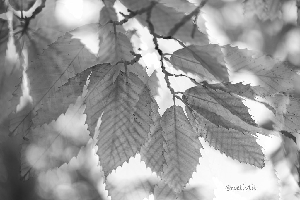 Herst in zwart/wit / Autumn in monochrome