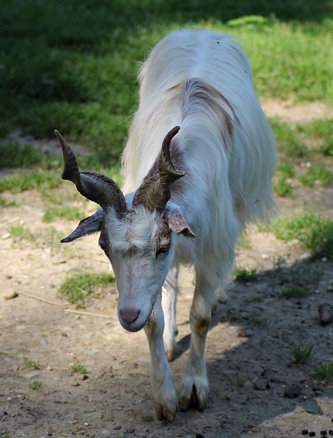 Girgentana goat (Capra aegagrus f. hircus)