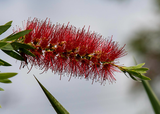 Australian native shrub the Red Bottlebrush in bloom