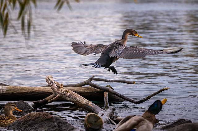 Cormorant hops from log to lake..