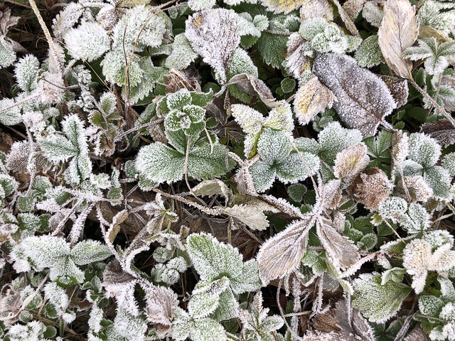 Frost (detail)