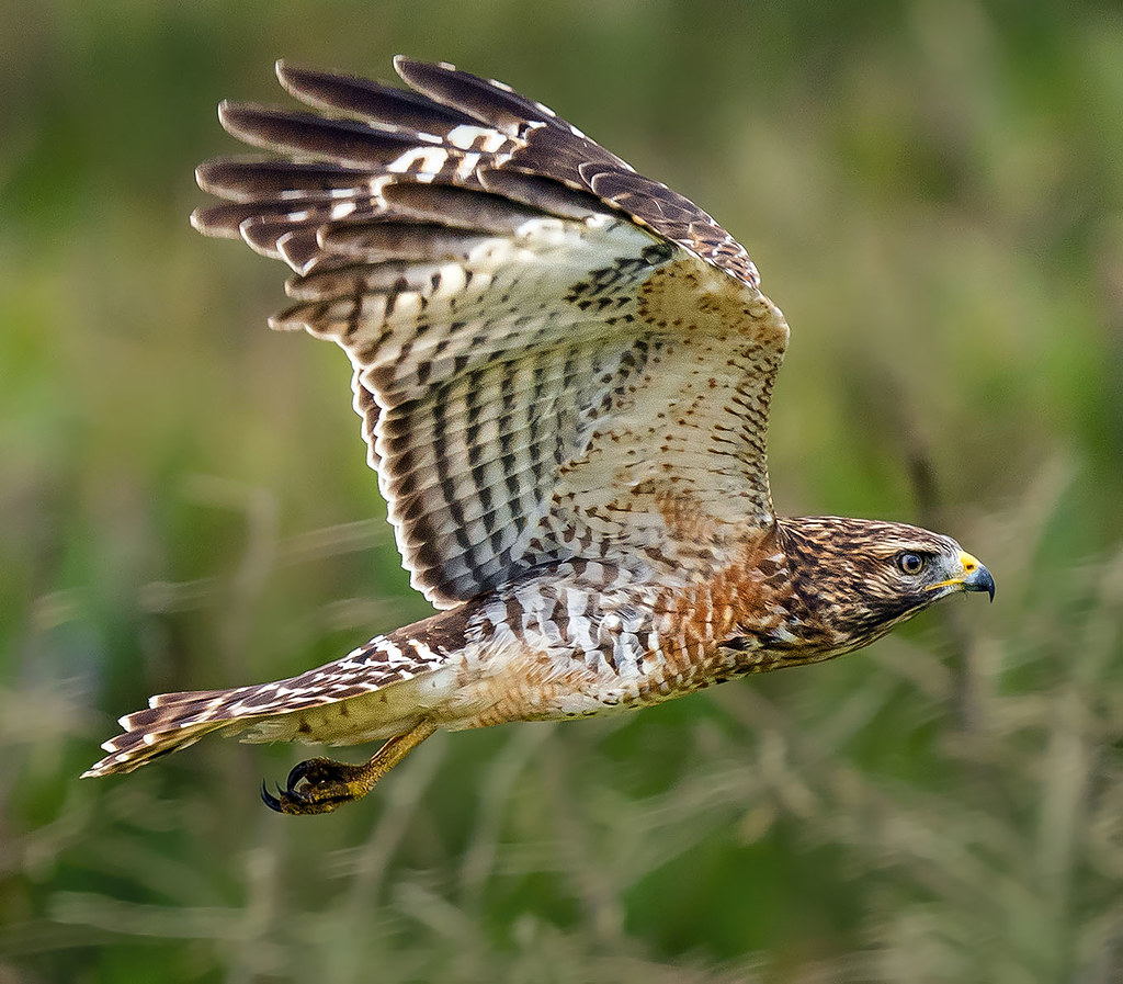 Juvenile Red Shouldered Hawk in flight, Green Cay Nature Preserve.