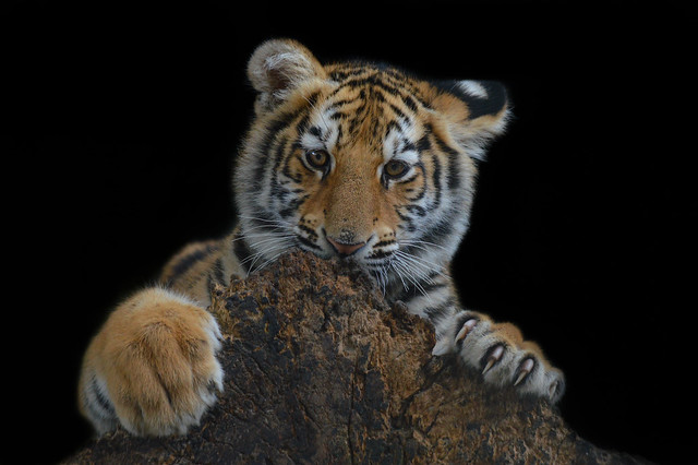 Bengal tiger cub - Olmense Zoo