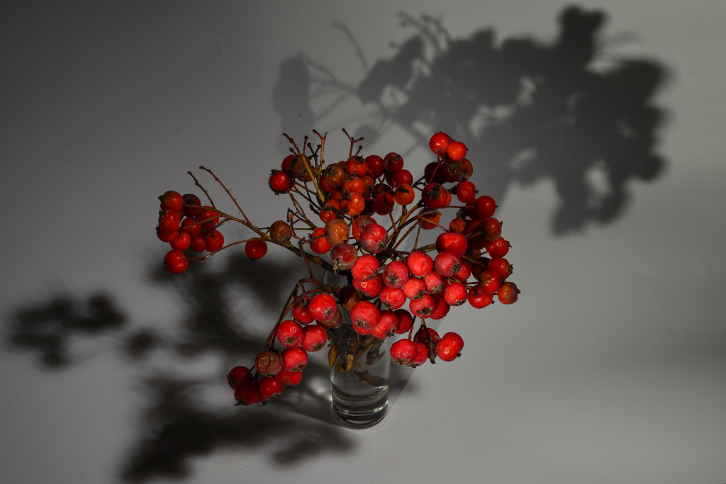 Dry sprig of rowan in a glass on a white background
