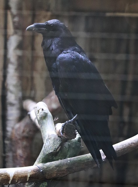 Common raven (Corvus corax corax)