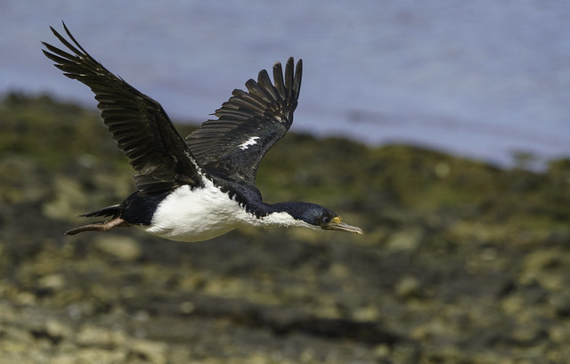 Imperial Cormorant Flying after Taking Off on Bleaker Island - Falklands 135