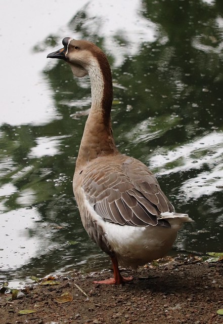 African goose (Anser cygnoides f. domestica)