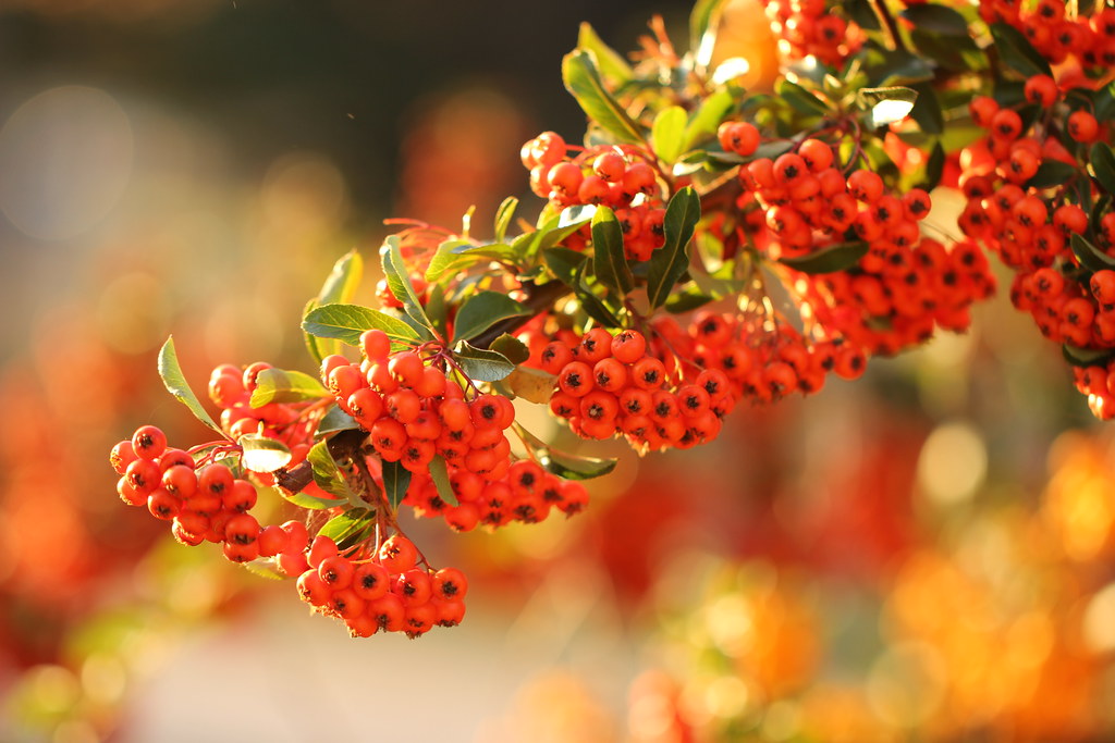 Autumn berries (unedited) / Őszi bogyók (szerkesztetlen)