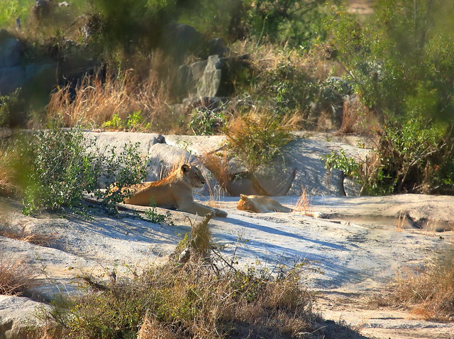 BIG5 Lion. Kruger National Park. South Africa. Jul-Aug/2021
