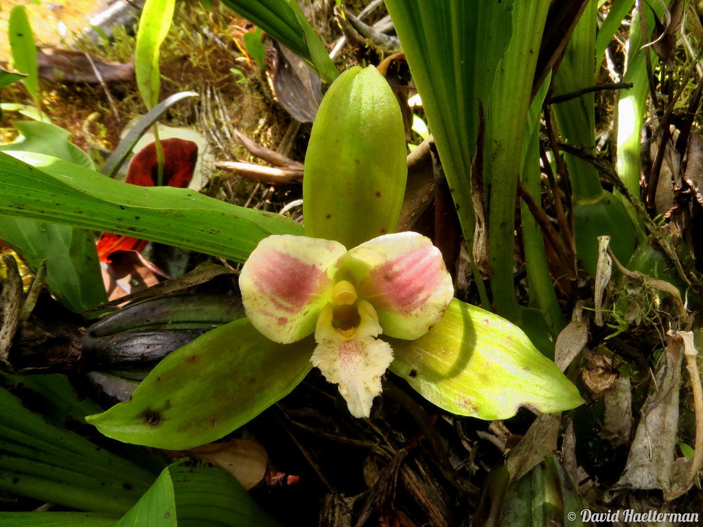 More colored Lycaste x niesseniae blooming in situ during a one week tour I guided to observe orchids, aroids and many more plant families in situ as well as birds and other animals in Valle del Cauca department in Colombia.
