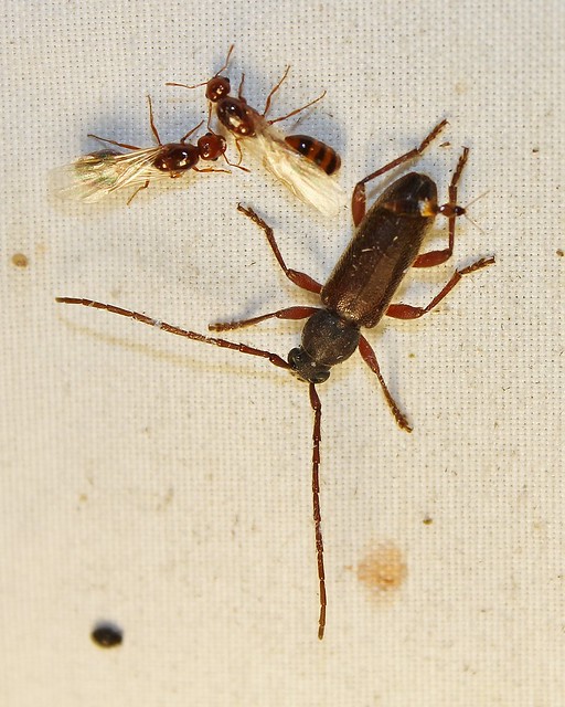 Anelaphus moestus, Long-horned Beetle