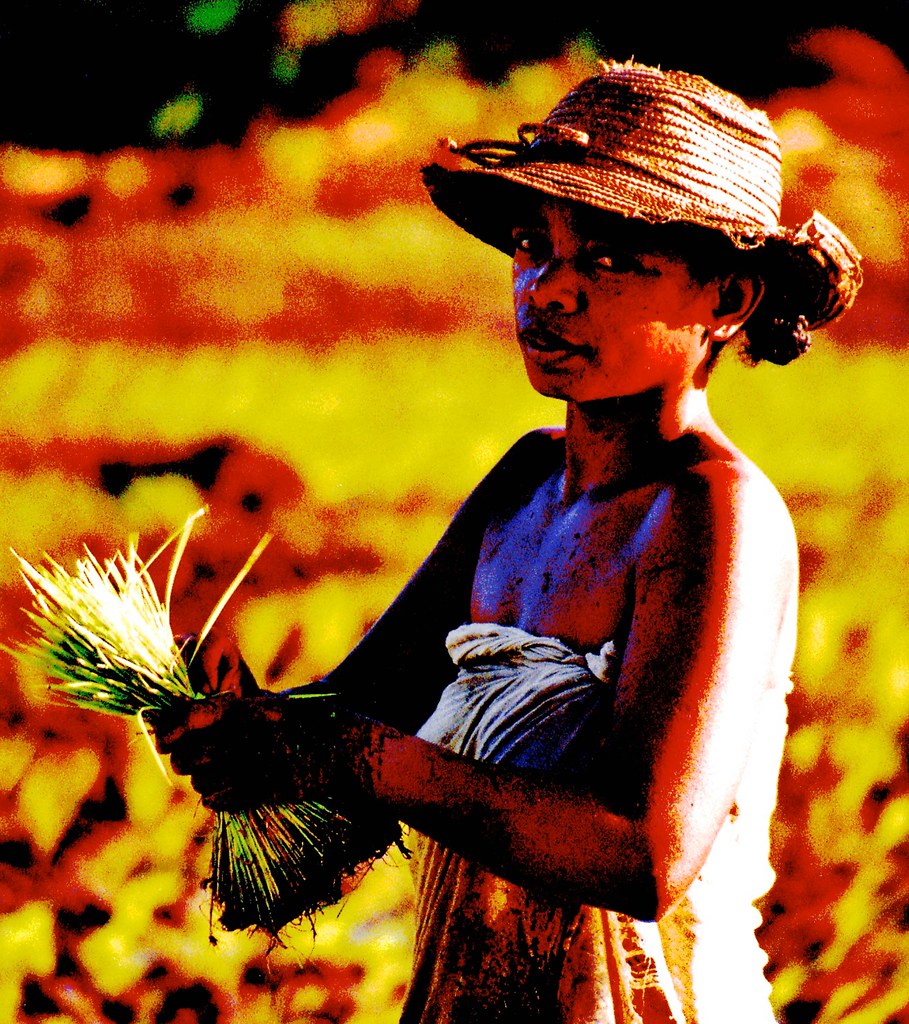 Woman with Rice Seedlings; Mananara, Madagascar Photo Art