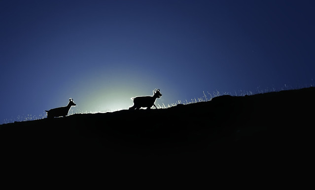 Chamois Mountain Goats climbing a hill