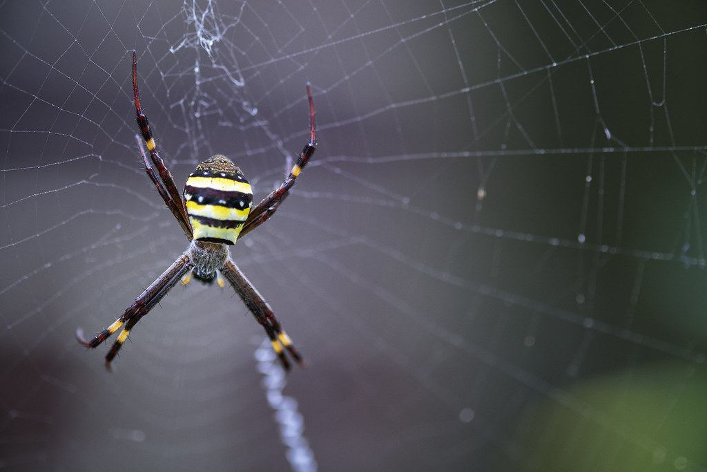 Spider | Newport | NSW Australia