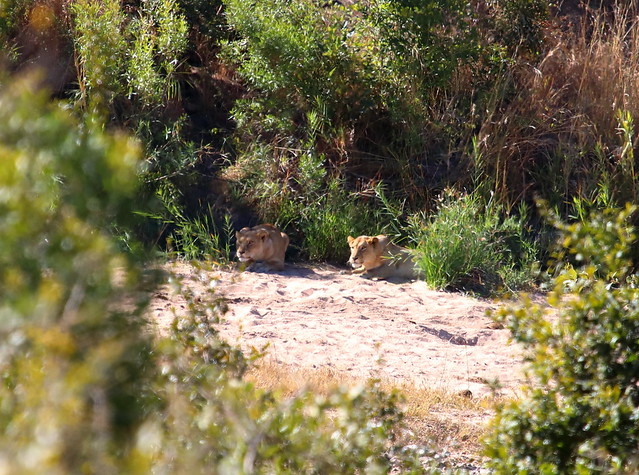 BIG5 Lion. Kruger National Park. South Africa. Jul-Aug/2021