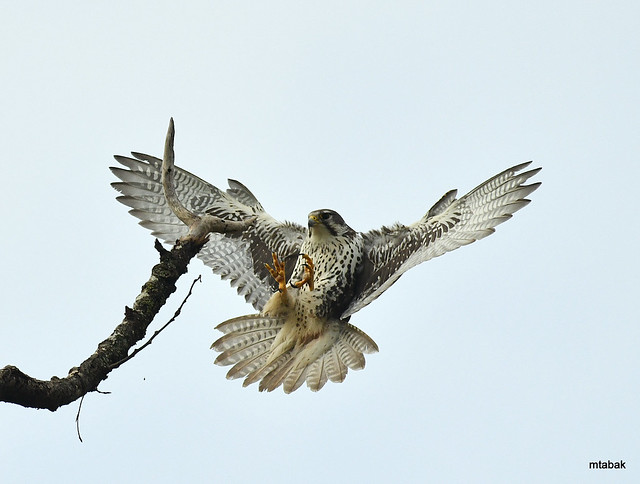 Prairie Falcon coming in for landing