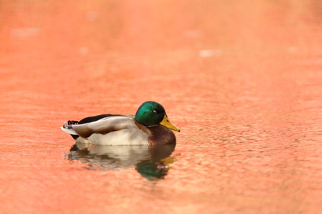 Mallard floating on the autumn pond