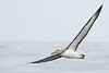 Albatros de Salvin (Thalassarche salvini)
