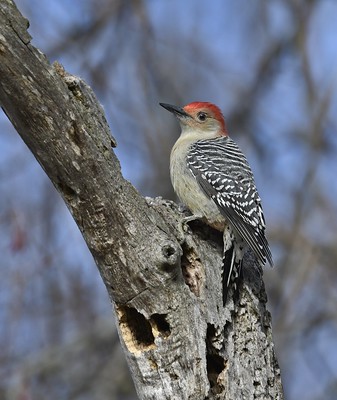 Pic à ventre roux _ Red-bellied Woodpecker