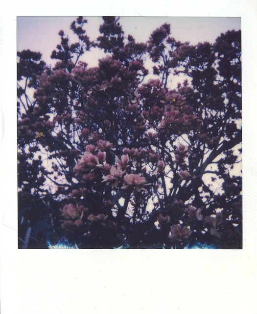misbegotten magnolias