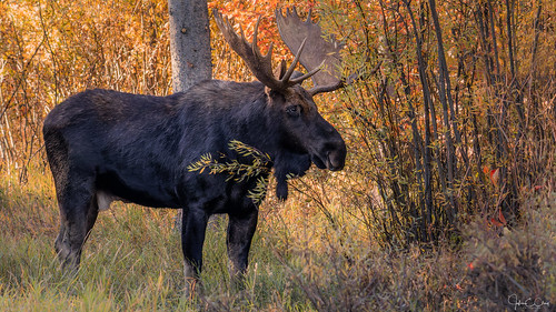 wildlife moose gtnp rut western grandtetonnationalpark foliage jacksonhole fall jclay wyoming