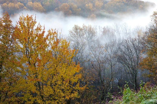 Tree in Morning Fog, Great Smoky Mountain National Park