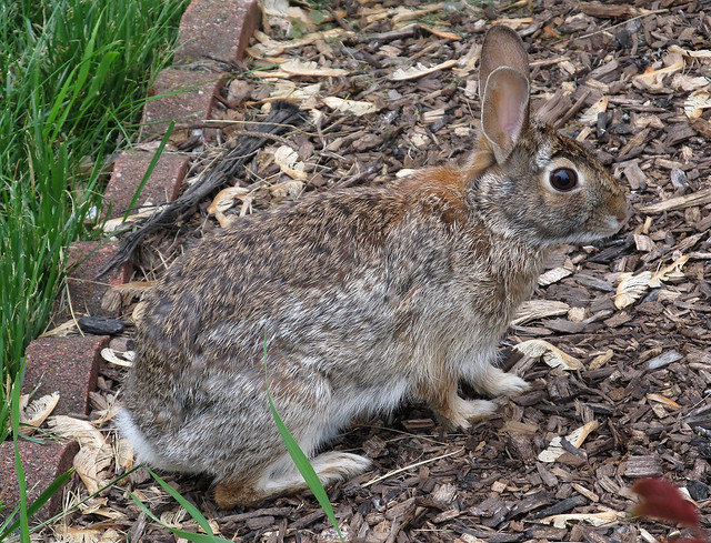 Backyard Rabbit
