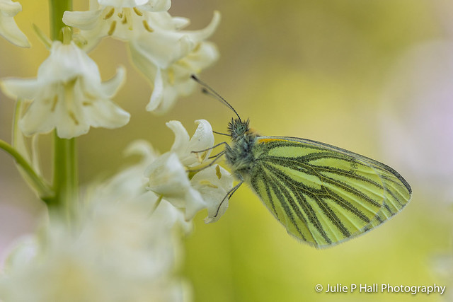 Green Veined White on White Bell, St Michael's churchyard, 7 May 2021
