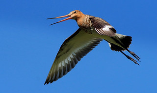 Calling All Godwits [eXPLoReD] | by Ger Bosma