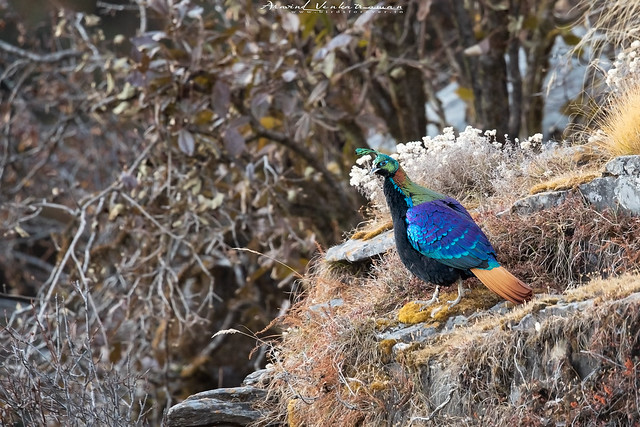 Himalayan Monal