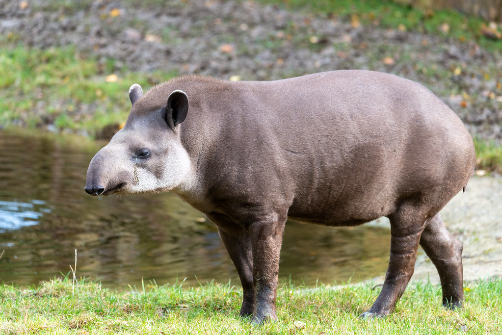 Zuid-Amerikaanse tapir (Tapirus terrestris) | GaiaZOO